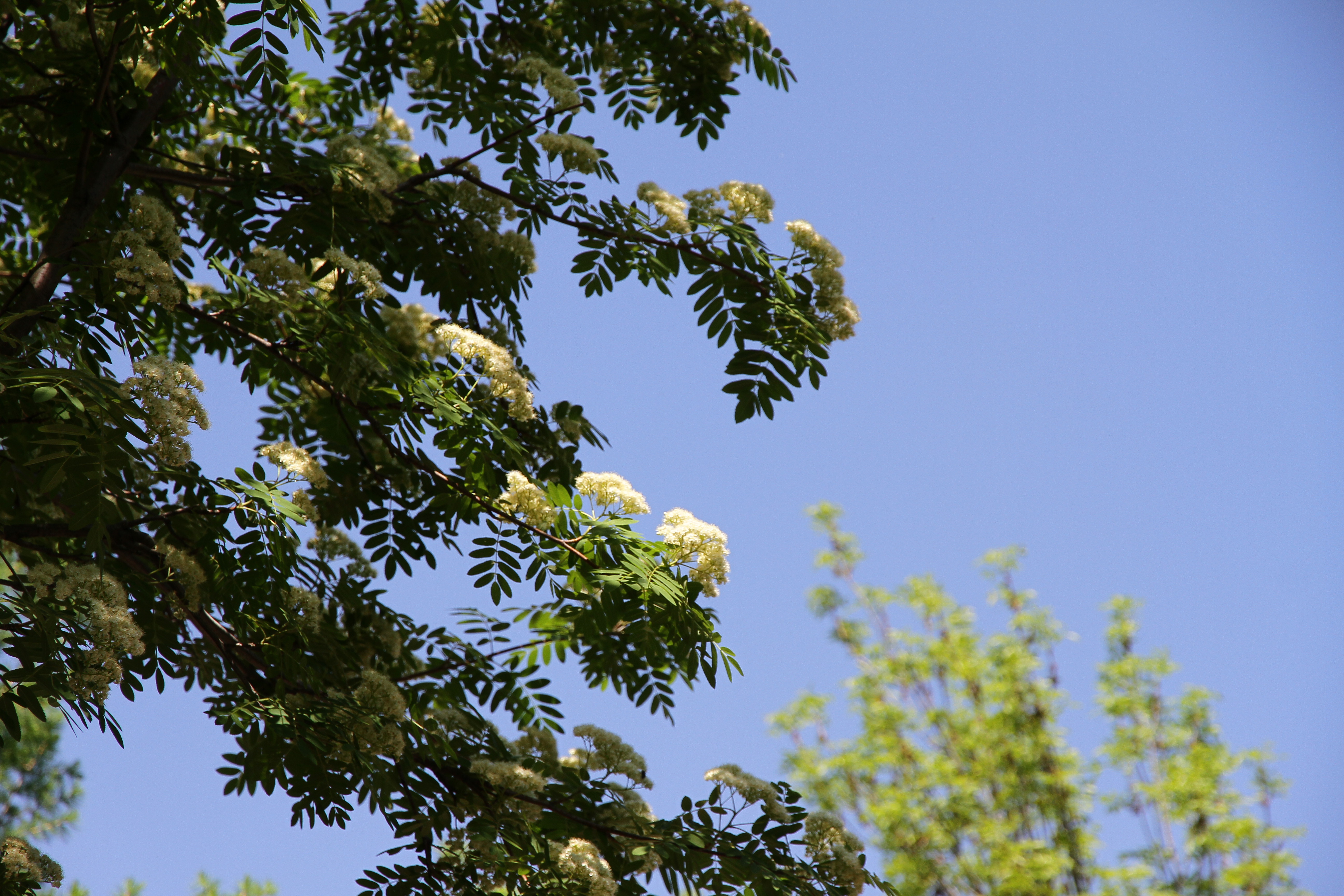 Теплая погода без осадков ожидается в ЗКО 29 сентября